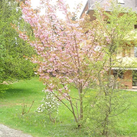 Pensiunea Orhideea Gasthuis
